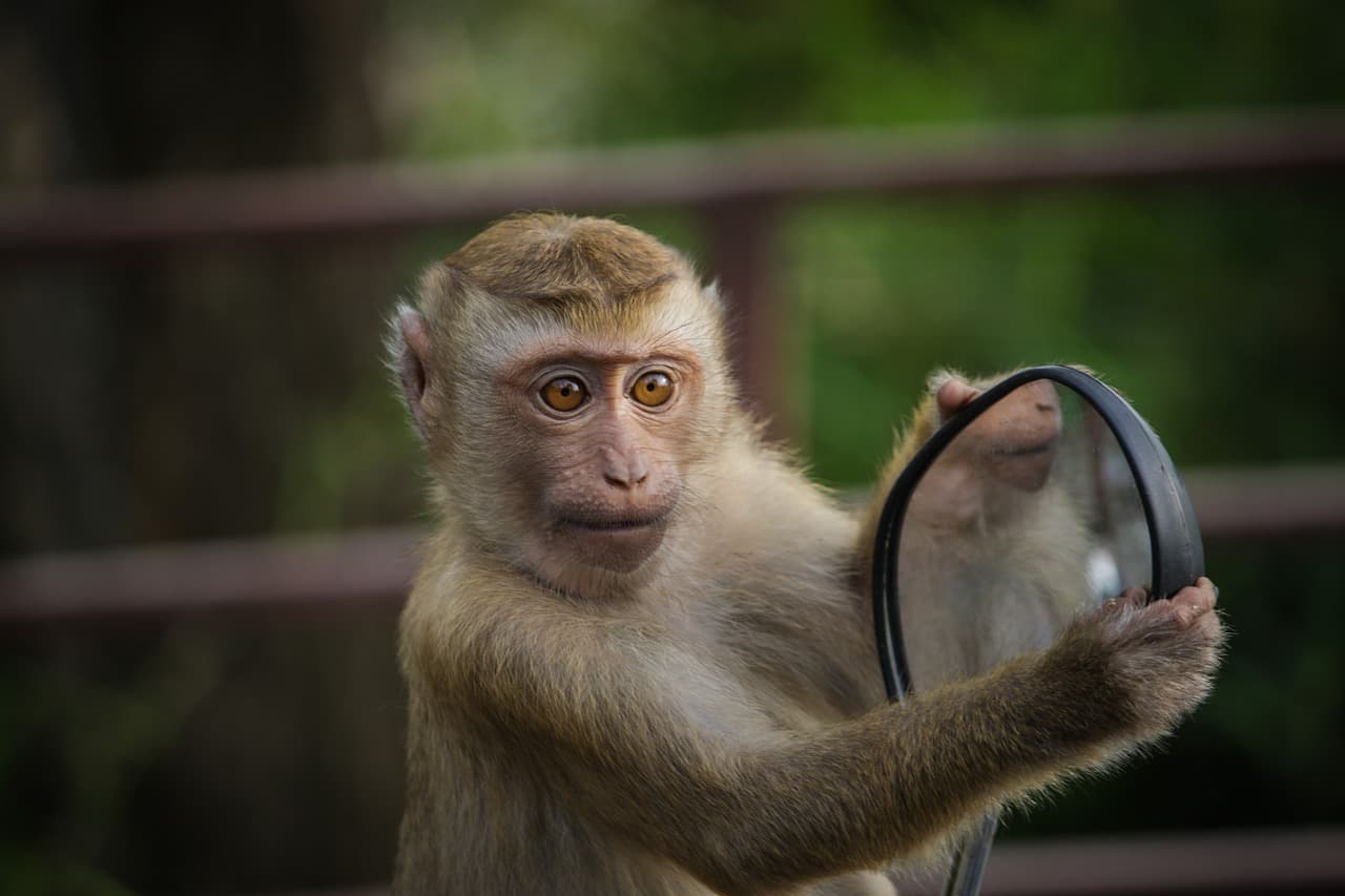 A monkey gazing thoughtfully